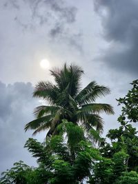 Low angle view of coconut palm tree against sky