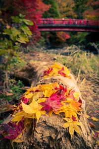 Close-up of yellow flowers on autumn leaves