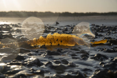 Close-up of kelp on sea against sky