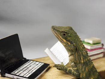 Close-up of a lizards on table