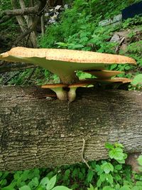 High angle view of mushroom growing in forest