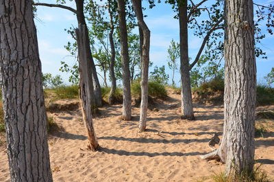 Trees on beach