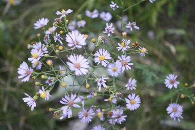 Close-up of flowers blooming outdoors