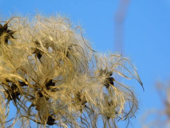 Close-up of wilted plant against clear blue sky