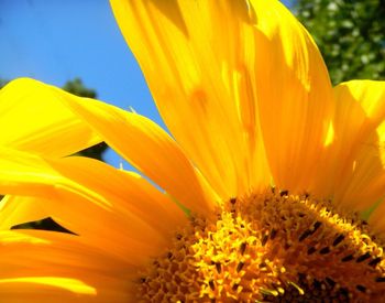 Close-up of sunflower