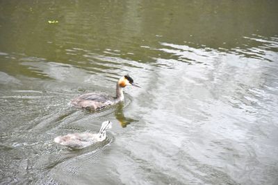 High angle view of duck swimming in lake