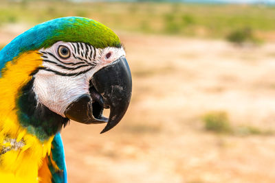 Close-up of a parrot