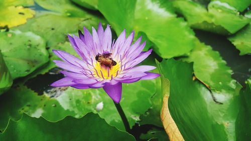 Close-up of honey bee pollinating on purple flower