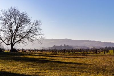 Scenic view of field against clear sky