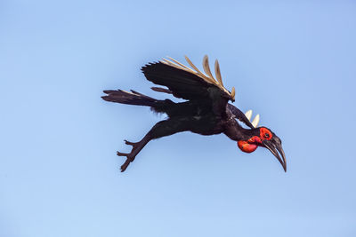 Low angle view of bird flying in sky