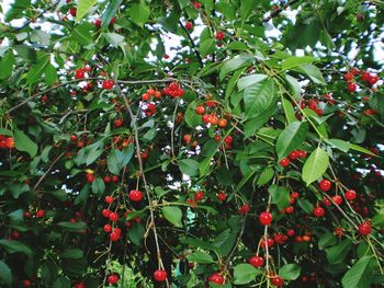 Close-up of red berries growing on tree