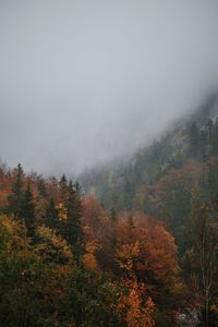 Scenic view of forest against sky during autumn