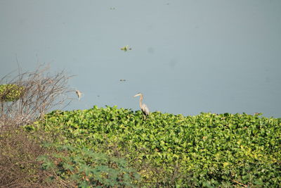 Bird on field against sky