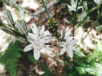 Close-up of white flowering plant