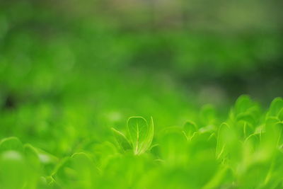 Close-up of fresh green grass