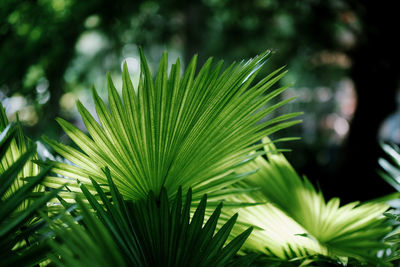 Close-up of palm tree leaves