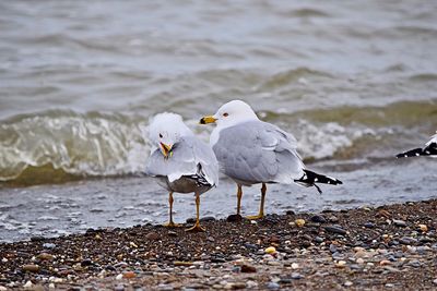 Seagull on beach