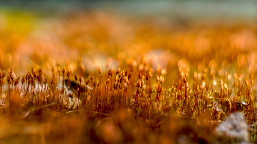 Close-up of crop growing on field