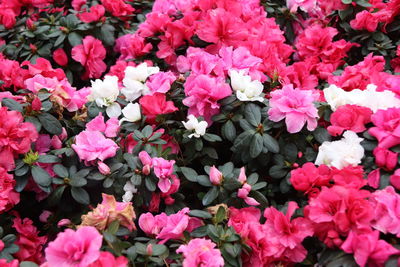 High angle view of pink flowering plants