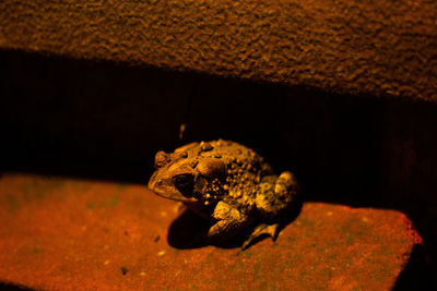 Close-up of frog on leaf at night