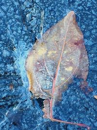 Close-up of multi colored leaf
