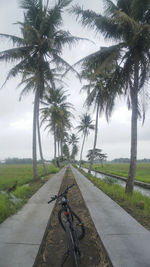 Palm trees on footpath by road against sky