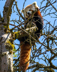 Red panda in the trees