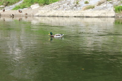 Ducks swimming in lake