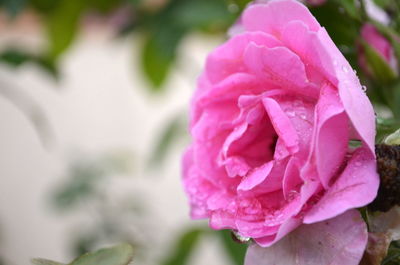 Close-up of wet pink rose blooming outdoors