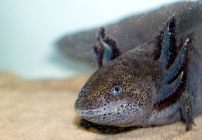 Close-up of fish underwater