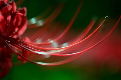 Close-up of red flowering plant