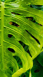 Close-up of raindrops on leaves