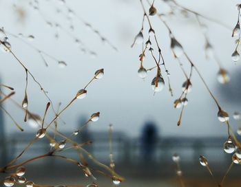 Close-up of plants against sky