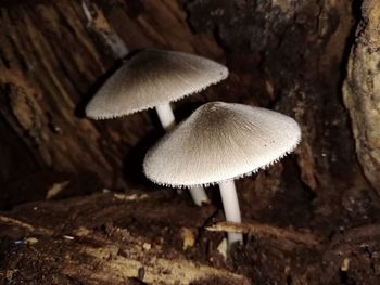 Close-up of mushroom growing on tree