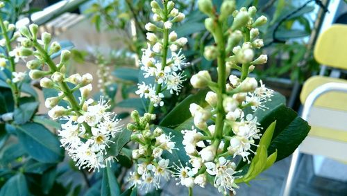 Close-up of white flowers