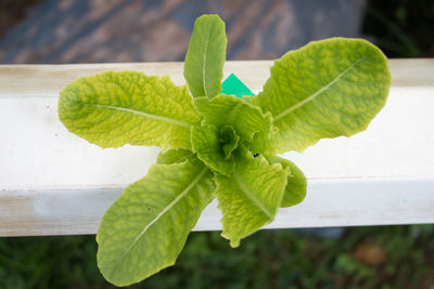 Close-up of green leaf