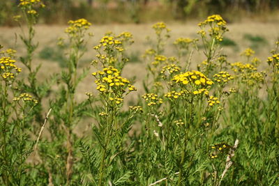 Close-up of yellow flowering plants on field