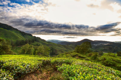 Scenic view of field against sky