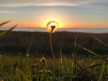 Close-up of dandelion on field against sky during sunset