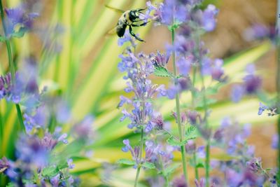 Close-up of insect on purple flowering plant