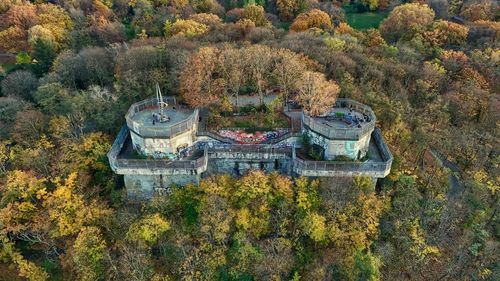 High angle view of trees in forest