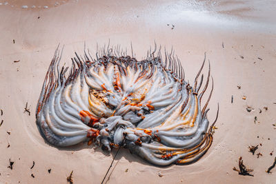 High angle view of crab on beach