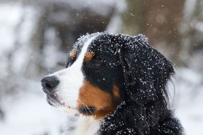 Close-up of dog on snow