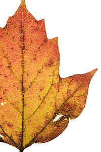 Close-up of maple leaf against white background