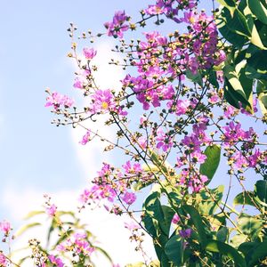 Low angle view of pink flowers