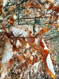 Close-up of flower tree