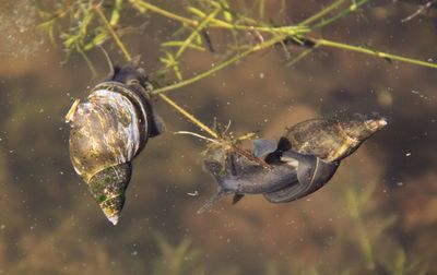 Close-up of turtle in sea