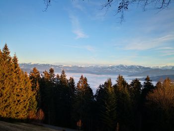 Scenic view of forest against sky