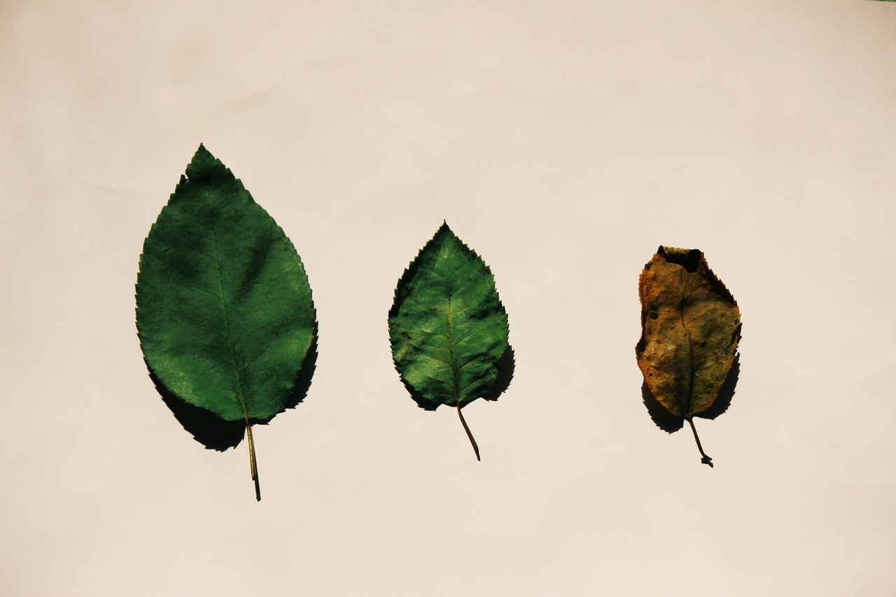 leaf, leaf vein, green color, close-up, leaves, nature, growth, plant, natural pattern, stem, beauty in nature, studio shot, white background, green, fragility, no people, dry, tranquility, freshness, day