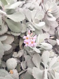 Close-up of pink flowers